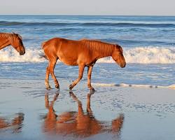 Image of wild horses on Outer Banks